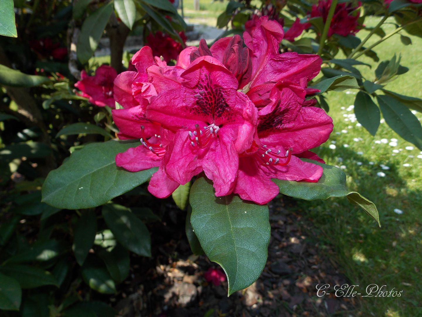 Fleur de Rhododendron