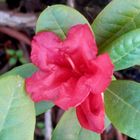 Fleur de rhododendron nain