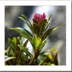 Fleur de Rhododendrons