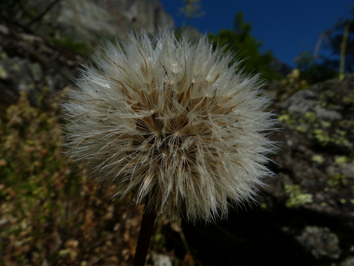 Fleur de rien mais reine des fleurs