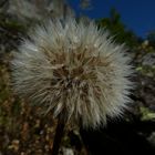 Fleur de rien mais reine des fleurs