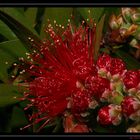 " Fleur de rince bouteilles " Callistemon citrinus