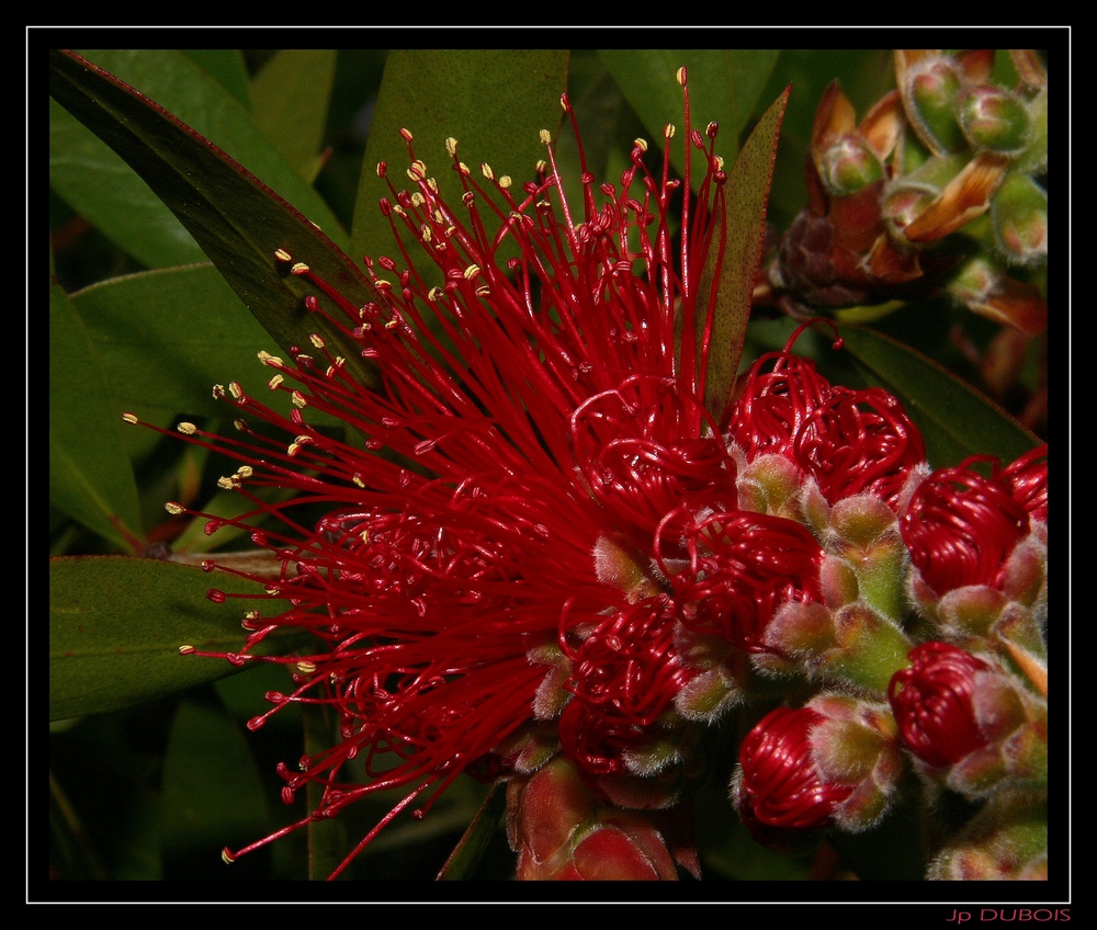 " Fleur de rince bouteilles " Callistemon citrinus