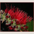 " Fleur de rince bouteilles ( callistemon laevis )