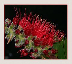 " Fleur de rince bouteilles ( callistemon laevis )