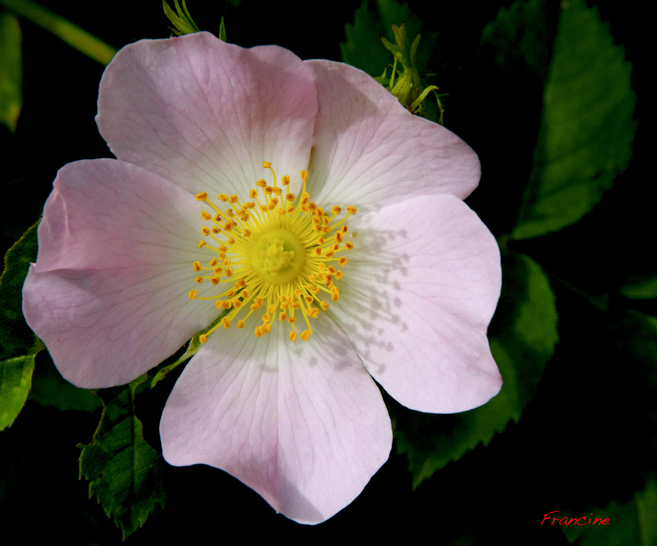 Fleur de rosiers sauvages ...