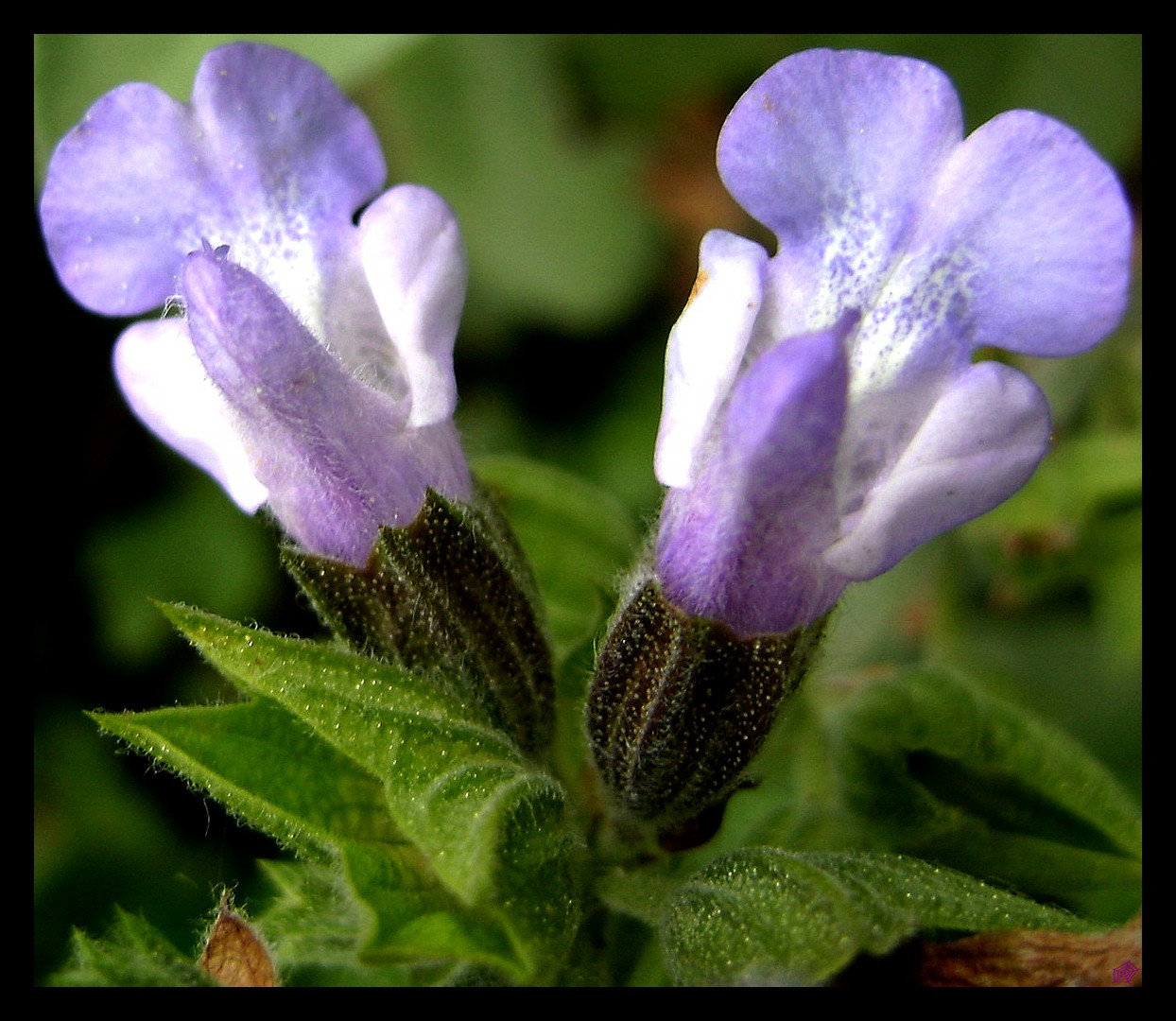 fleur de sauge