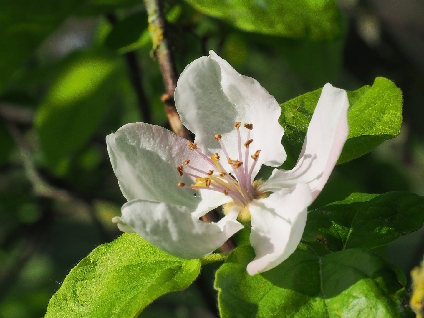 Fleur de seringua