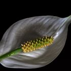 Fleur de spathiphyllum