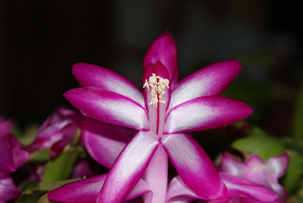 Fleur de St BARBES ou aussi appelé cactus de noel