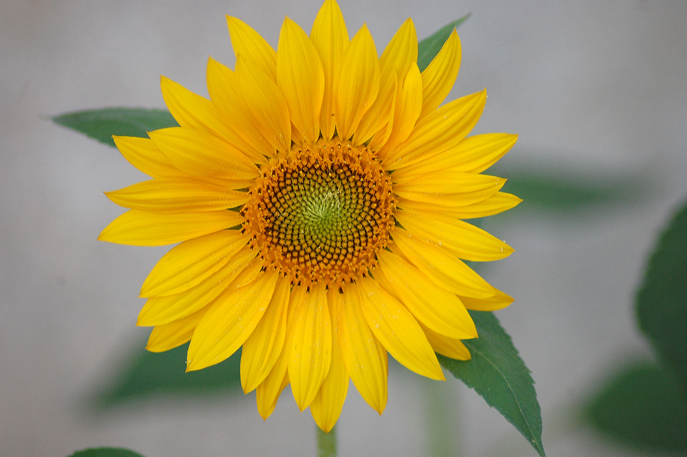 fleur de tournesol