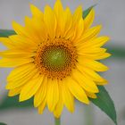 fleur de tournesol