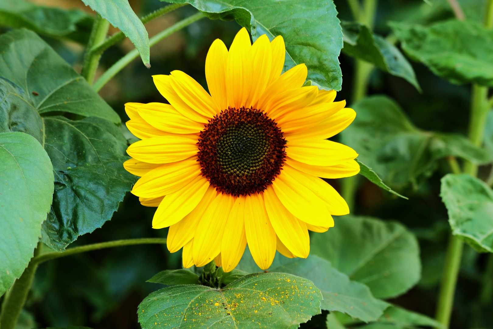 Fleur de tournesol.