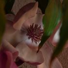 Fleur de Tulipier