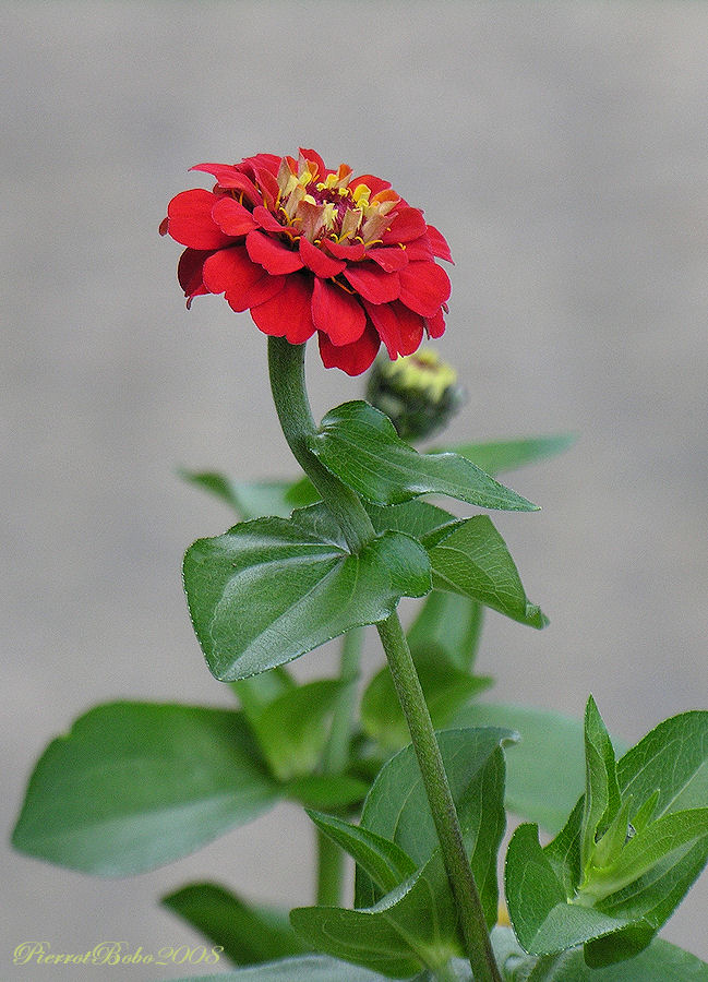 Fleur de zinia