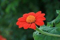 Fleur de zinnia