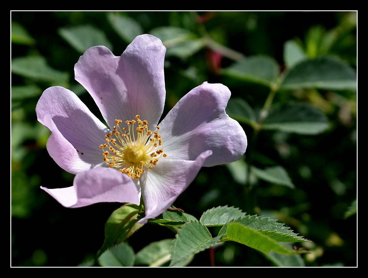 fleur d'églantier