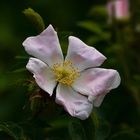 Fleur d'églantine