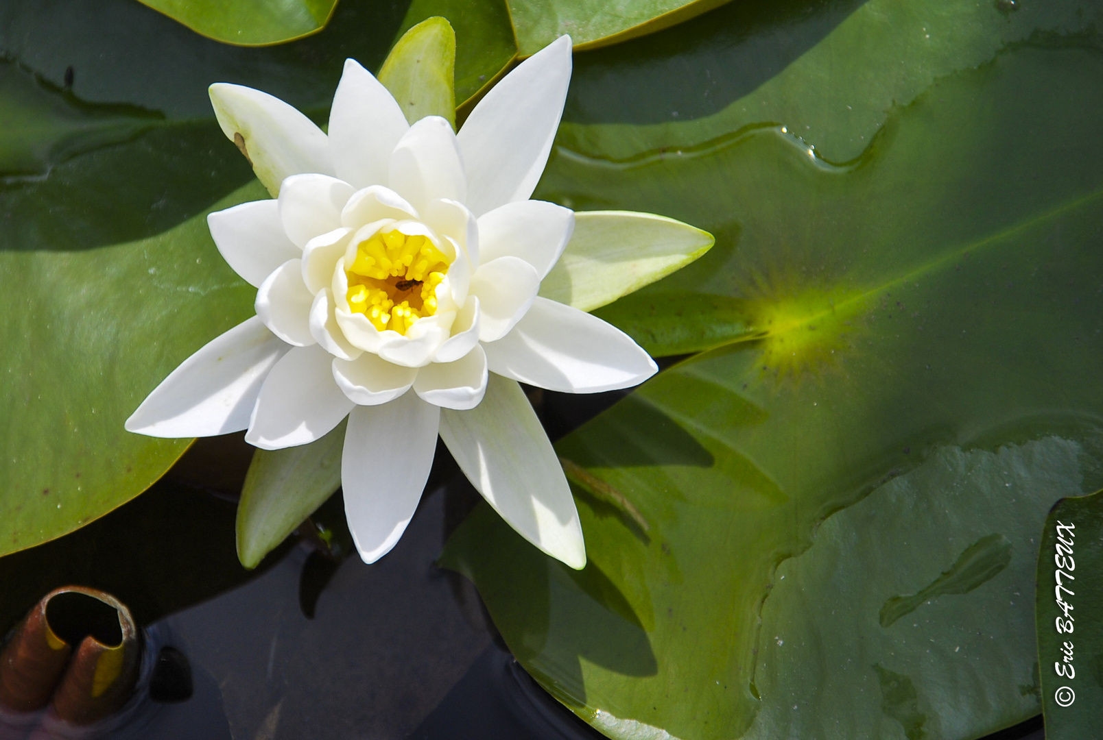 Fleur denénuphar