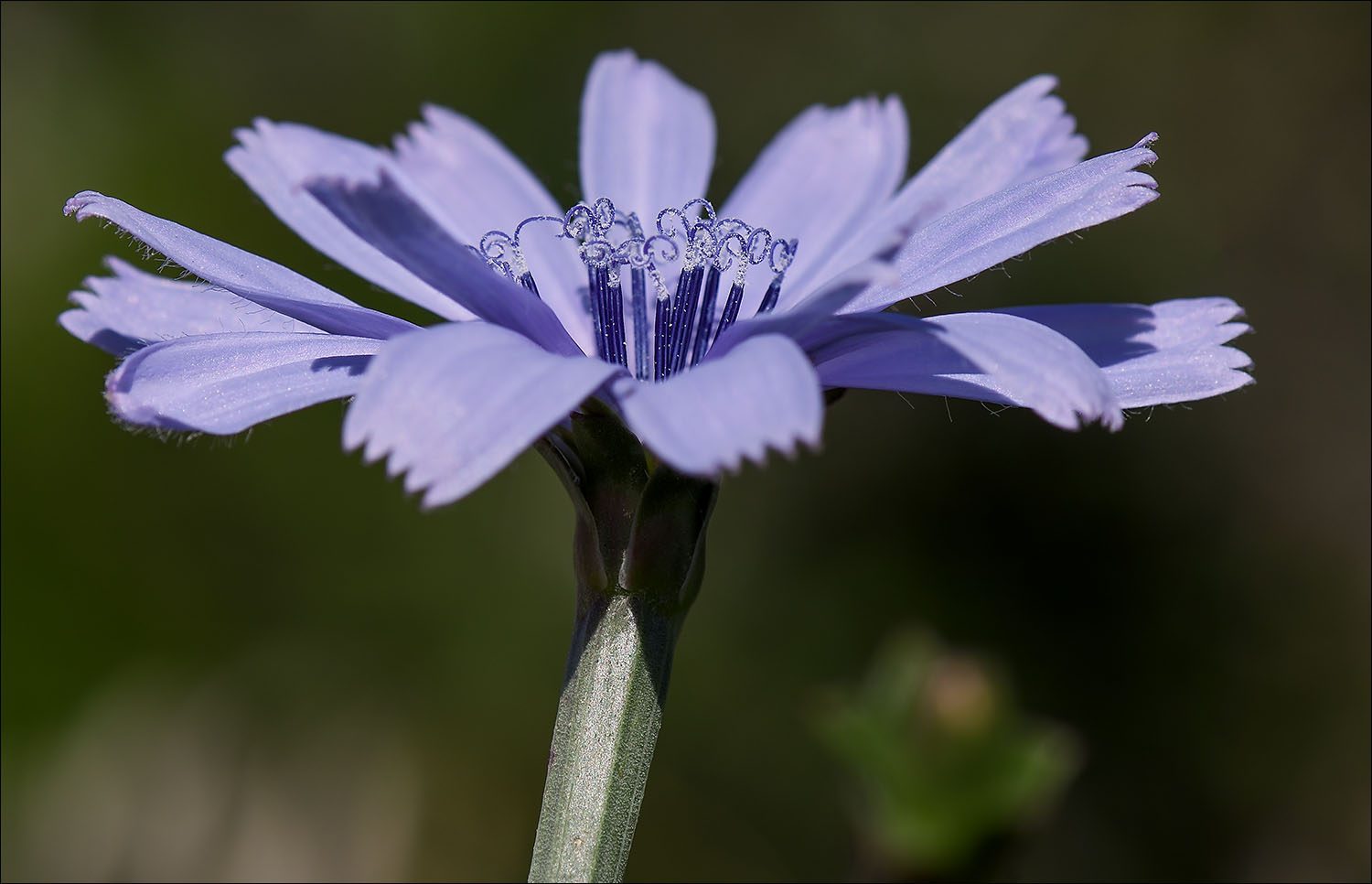 Fleur dentelle