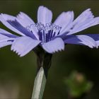 Fleur dentelle