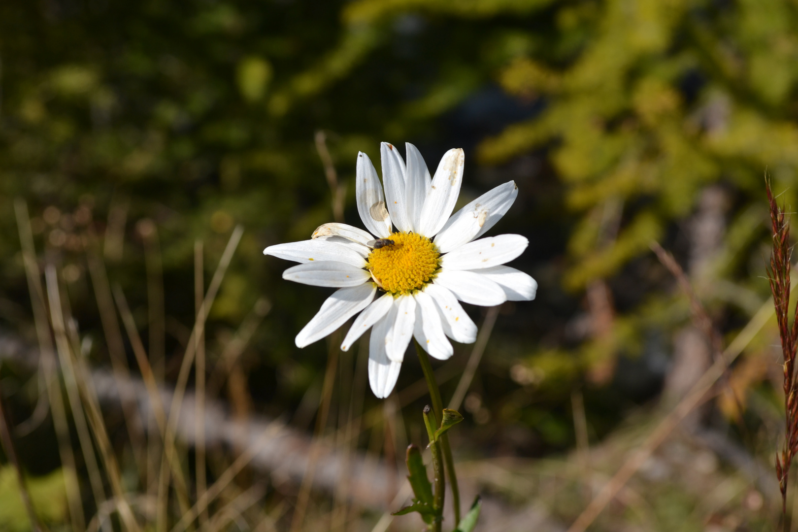 Fleur des alpes