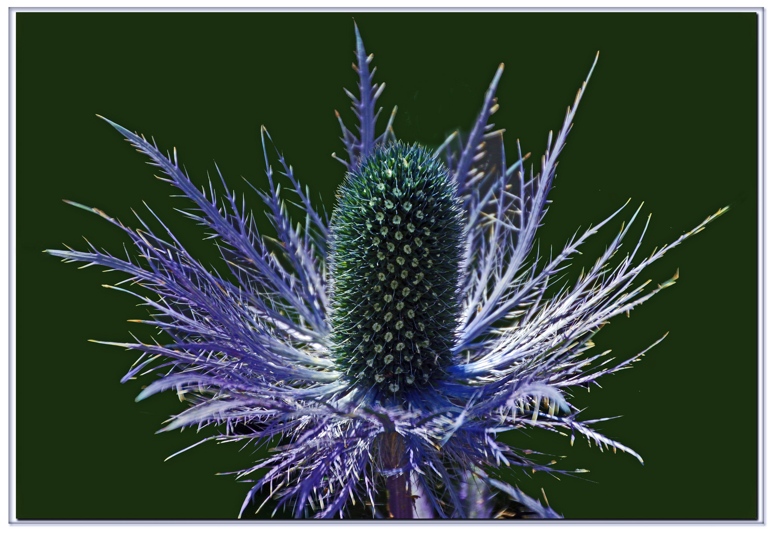 fleur des alpes protègèe