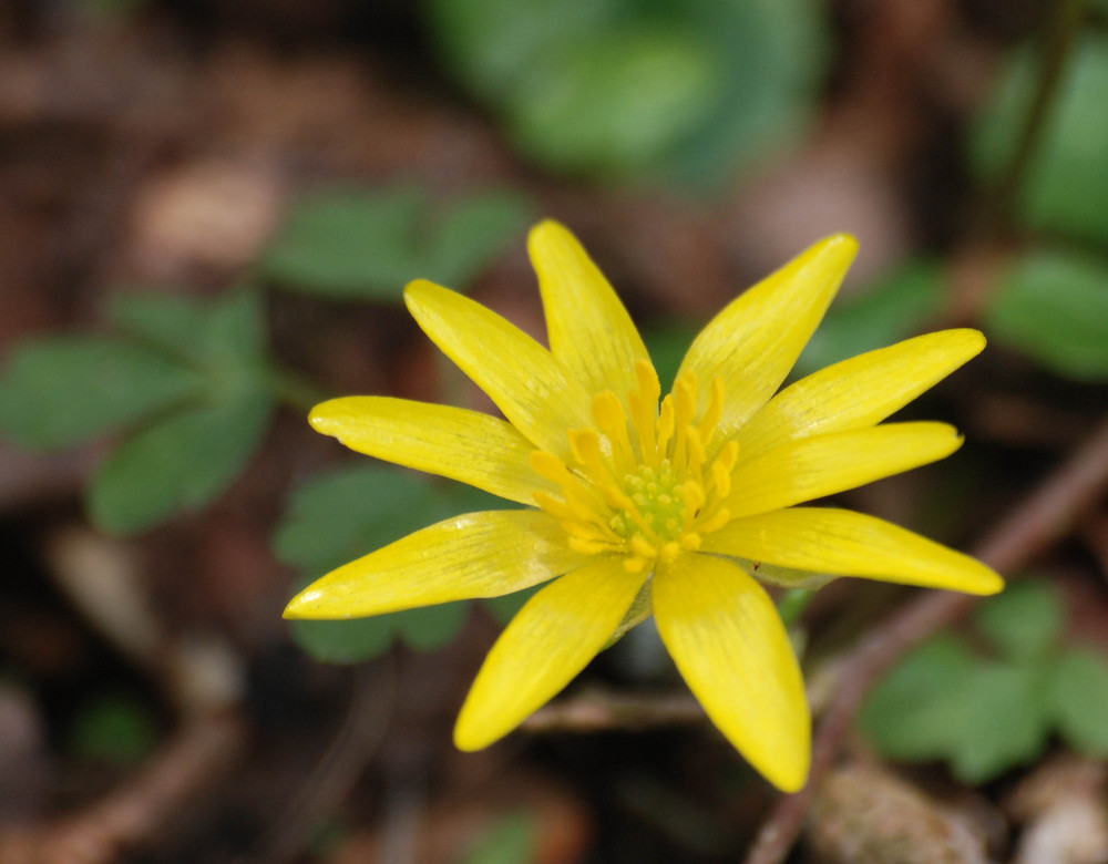 Fleur des bois