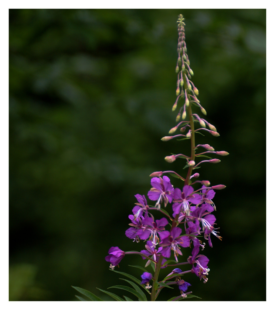 fleur des bois bis