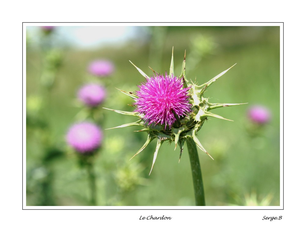 Fleur des champs