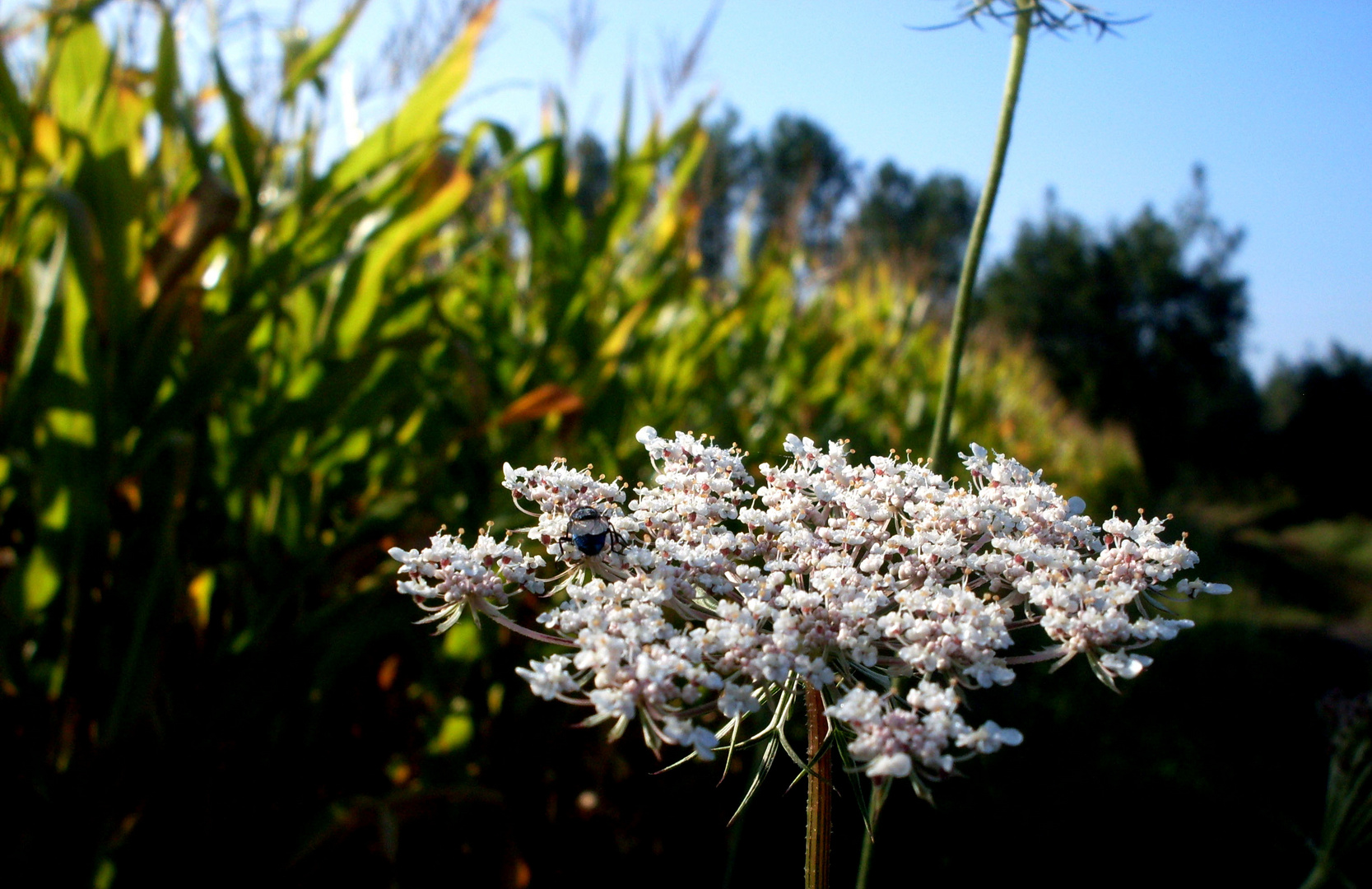 fleur des champs