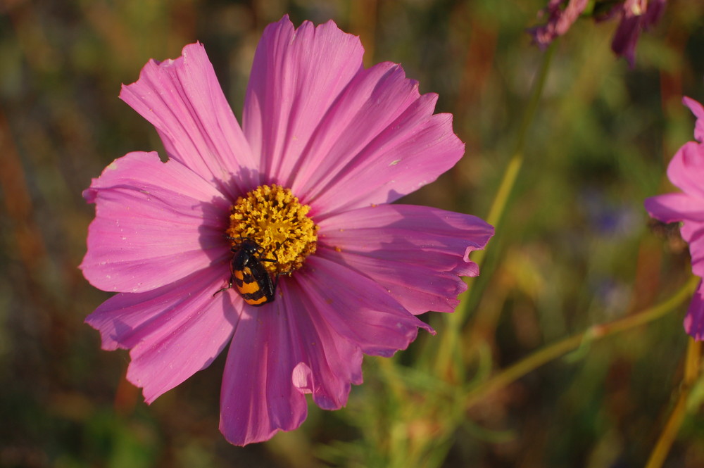 fleur des champs