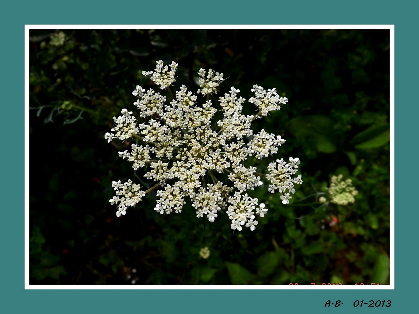 fleur des champs