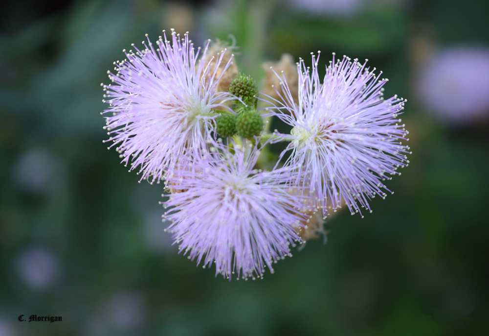 Fleur des champs