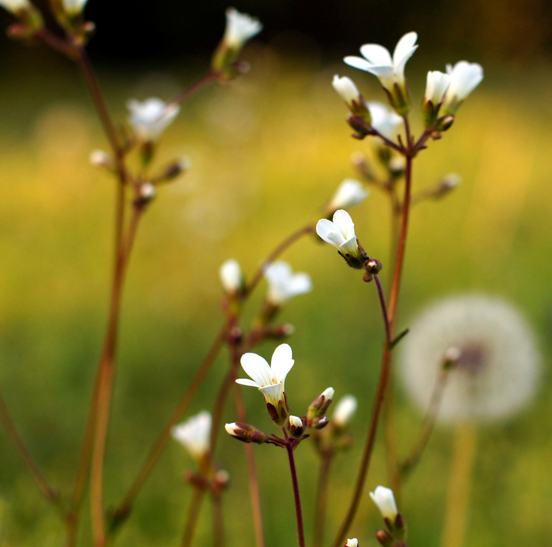 fleur des champs