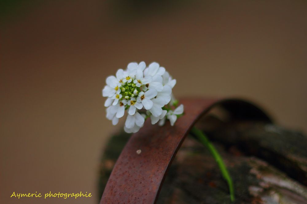 fleur des champs