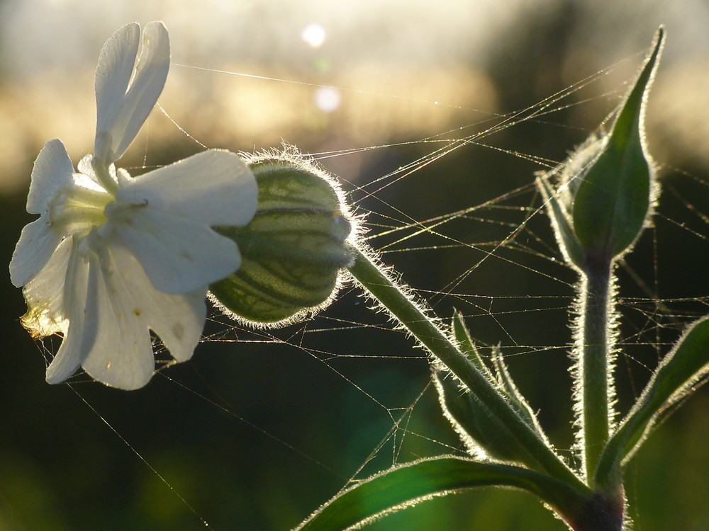 fleur des champs