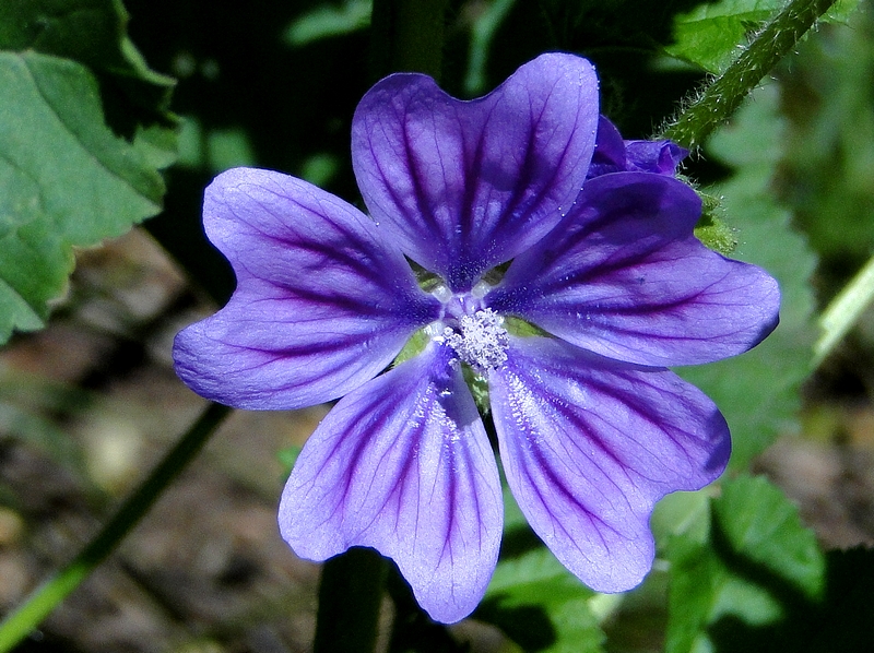 fleur des champs