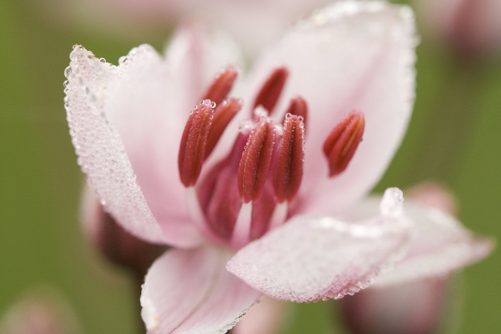 Fleur des marais en habit de gouttelettes