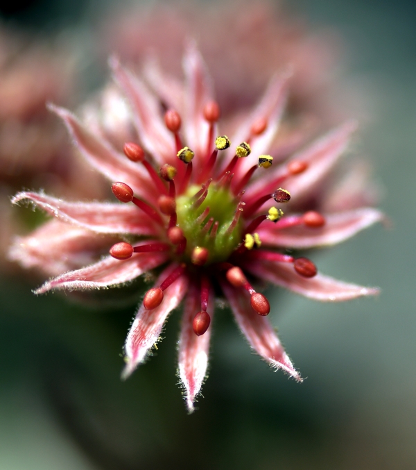 Fleur des montagnes_Pyrénées