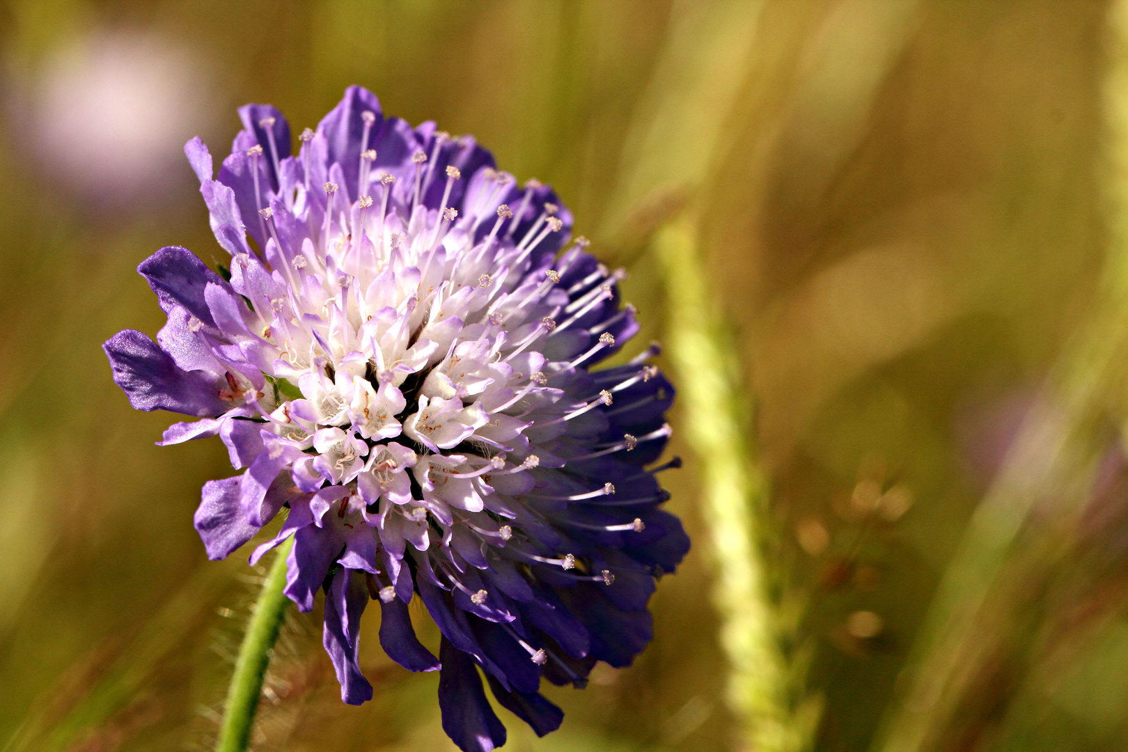 Fleur des prés .