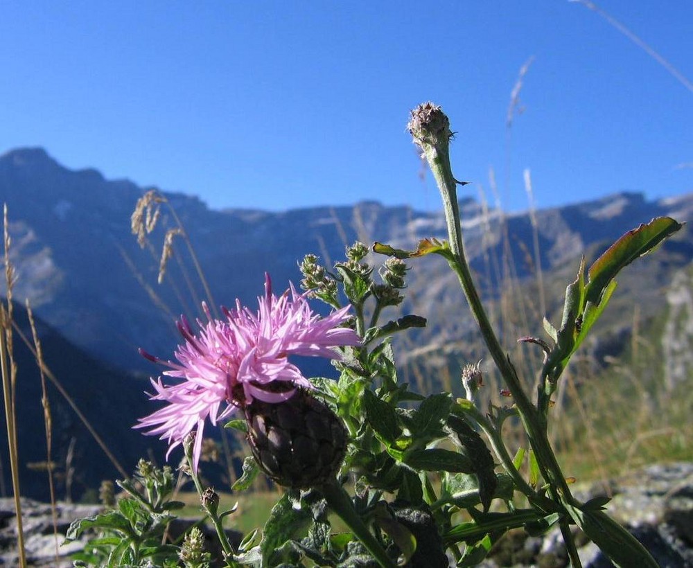 fleur des pyrénées