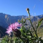 fleur des pyrénées