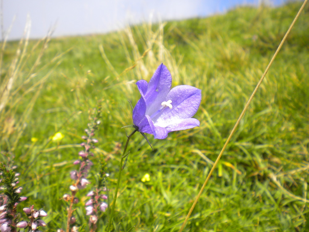 fleur des pyrénées