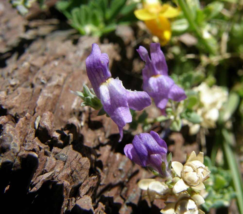 fleur des pyrénées