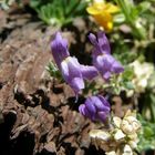 fleur des pyrénées