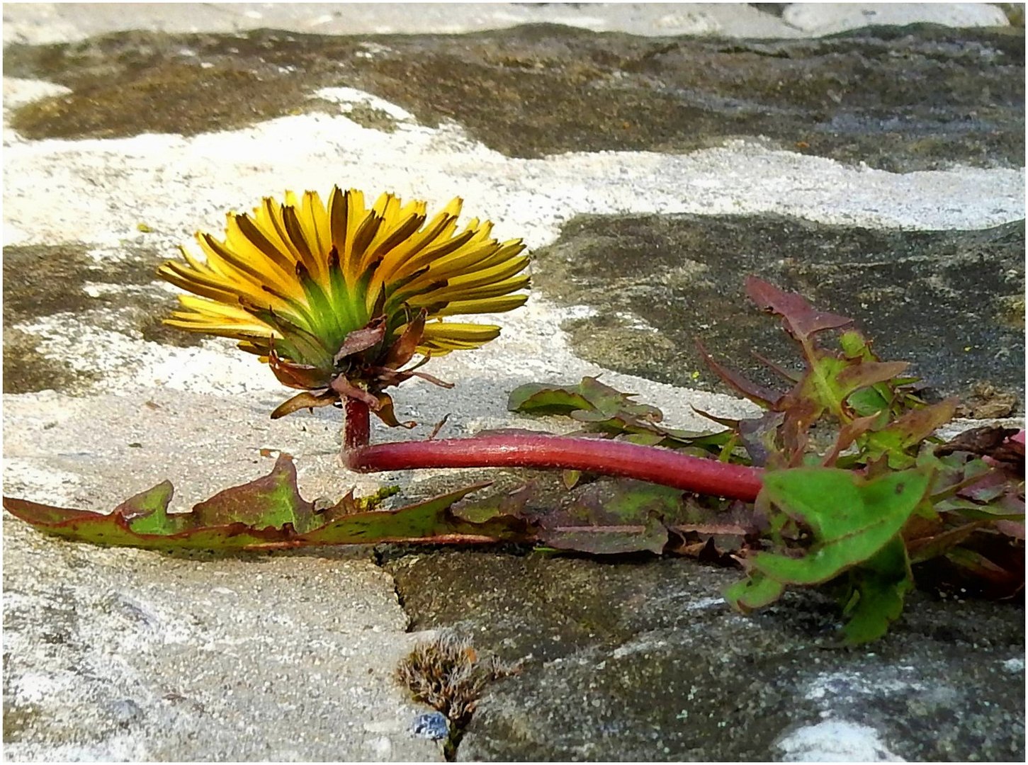 Fleur des remparts