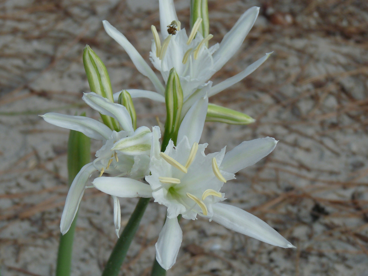 Fleur des sables corse