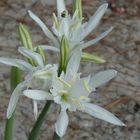 Fleur des sables corse