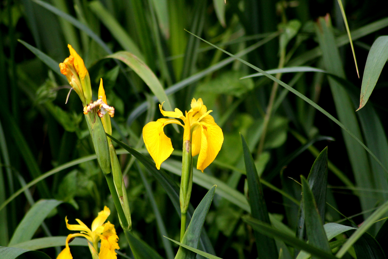 fleur d'étang